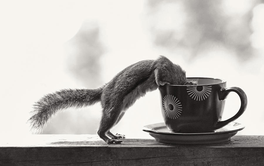 The Coffee Addict - Black and White Photograph by Peggy Collins