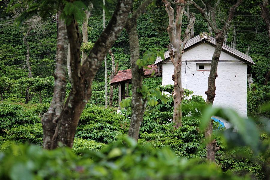 The coffee estate Photograph by Johny Mathew