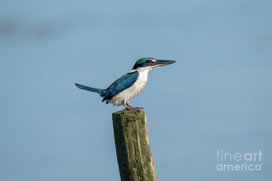 The Collared Kingfisher Photograph by Fotosas Photography