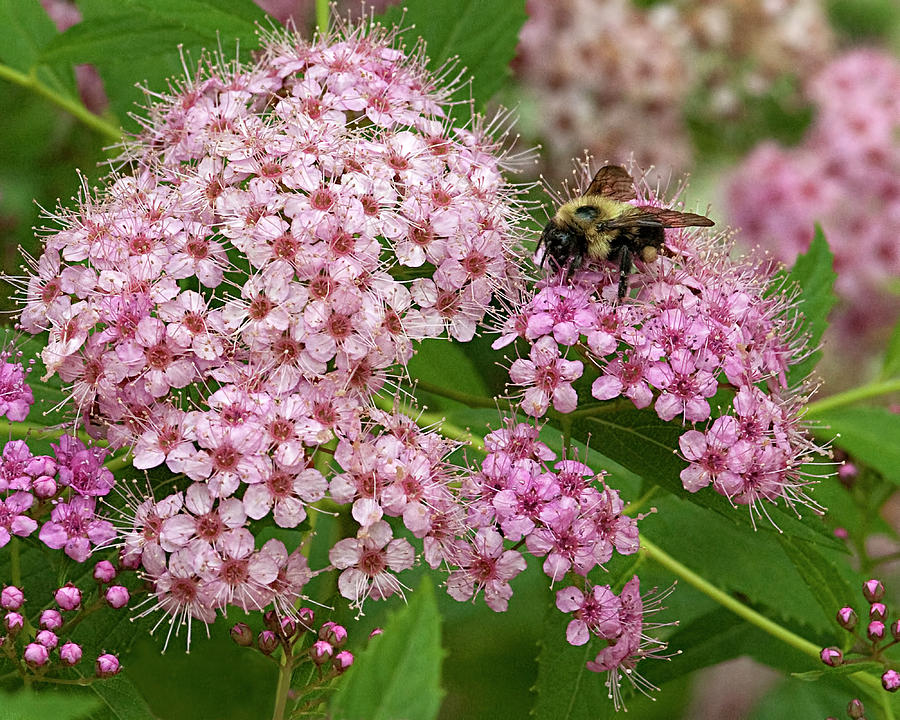The Collector - Bee on Multicolored Spirea Photograph by Mitch Spence