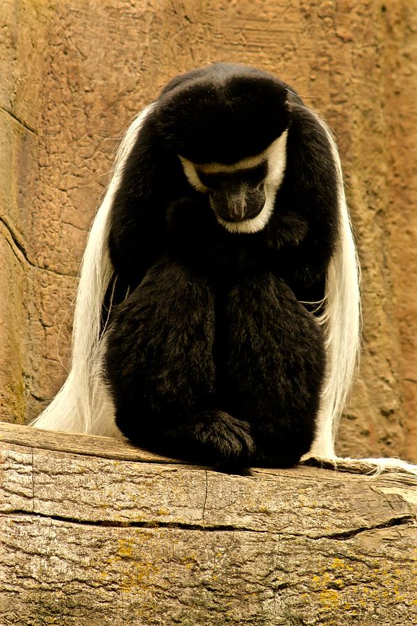 The Colobus Contemplation Photograph by Laddie Halupa