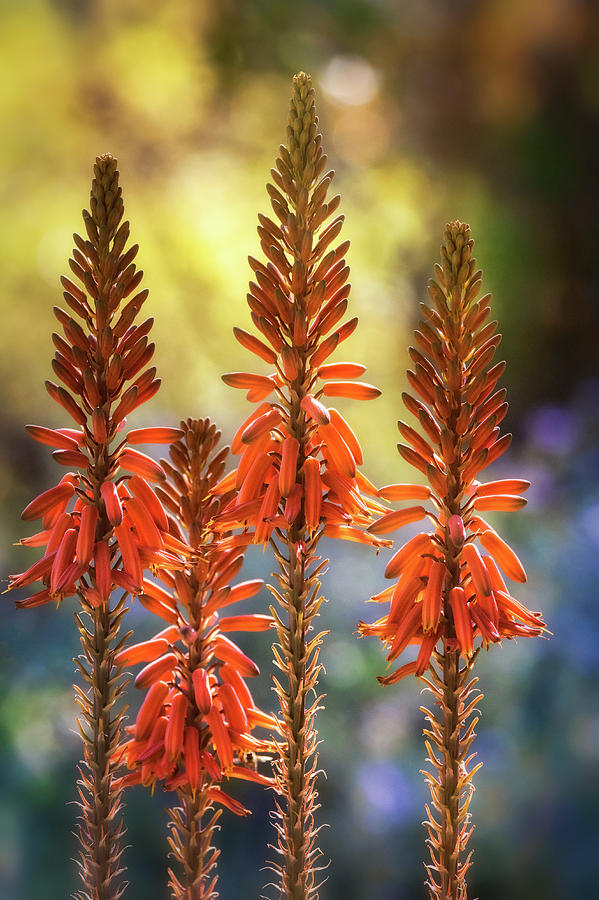 The Color of Aloe  Photograph by Saija Lehtonen