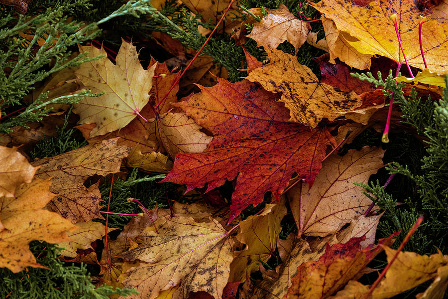 The color of Fall by Hans Franchesco The color of Fall by Hans Franchesco