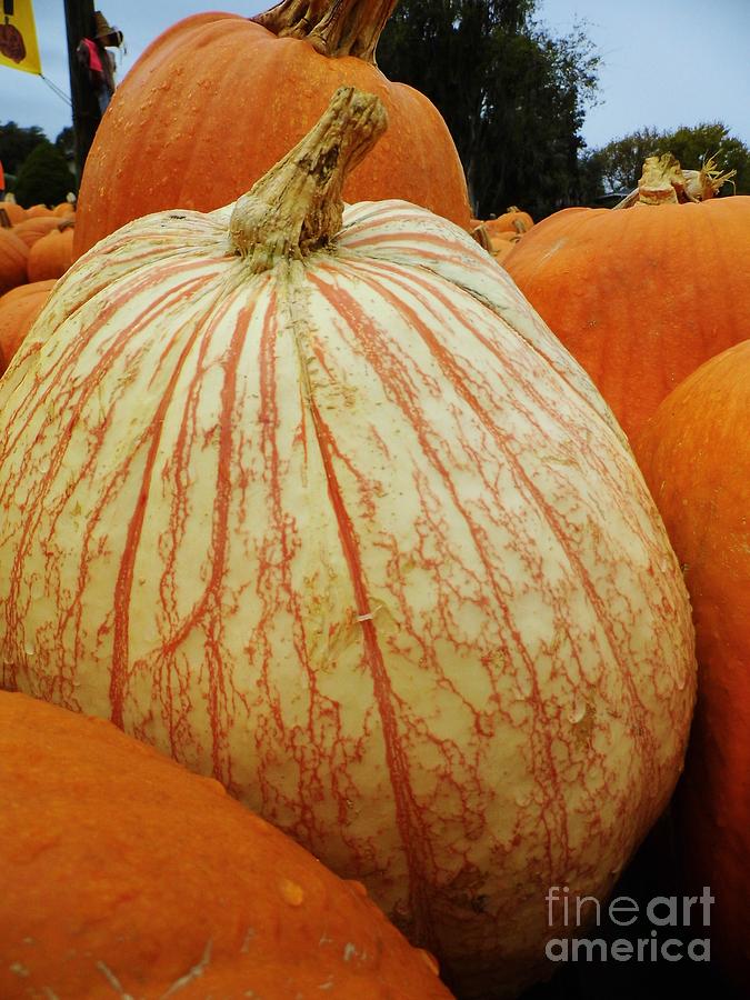 The Color Of Pumpkins Photograph by D Hackett - Fine Art America