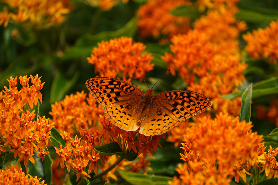 Butterfly Photograph - The Color Orange by Rachel Cohen