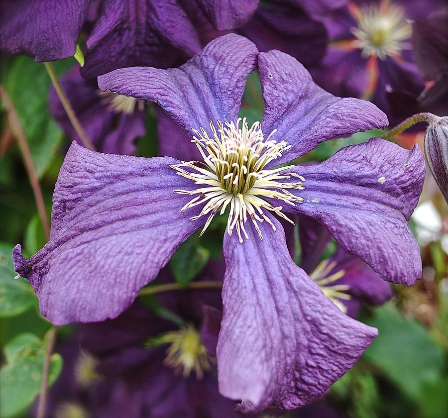Flower Photograph - The Color Purple by KD Granger