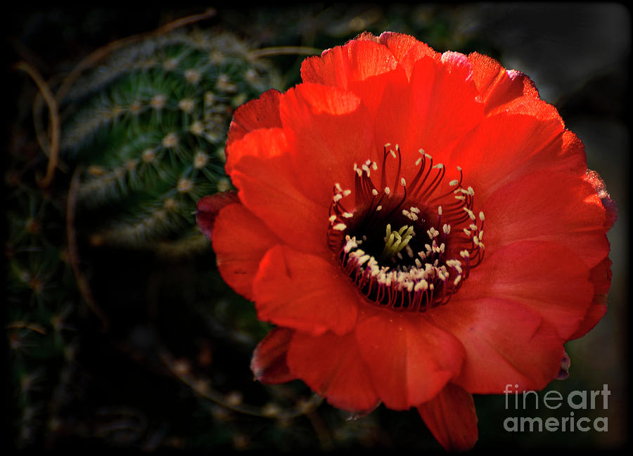Nature Photograph - The Color Red Always Makes Smile by Saija Lehtonen