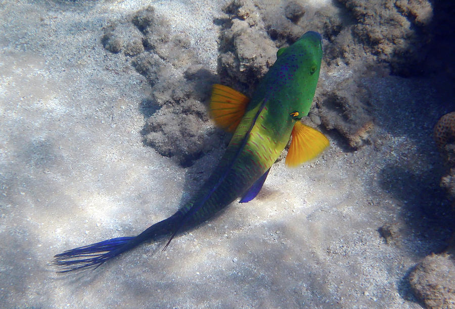 The Colorful Broomtail Wrasse Photograph by Johanna Hurmerinta