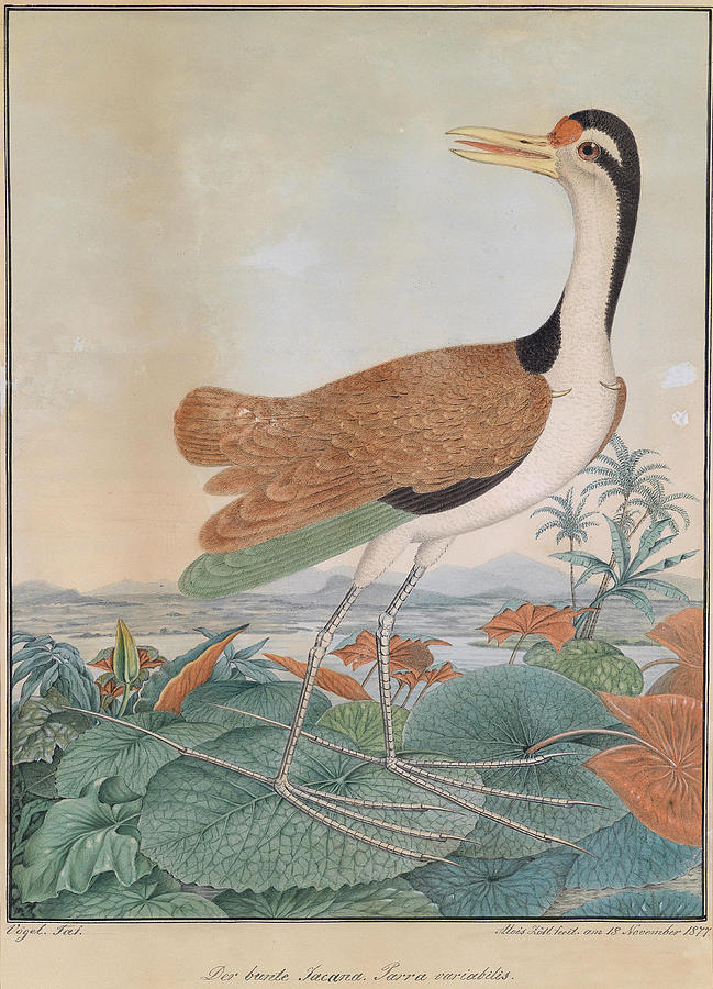 The colorful Jacana walking across lily leaves in the background mountains and sea coast Drawing by Aloys Zotl