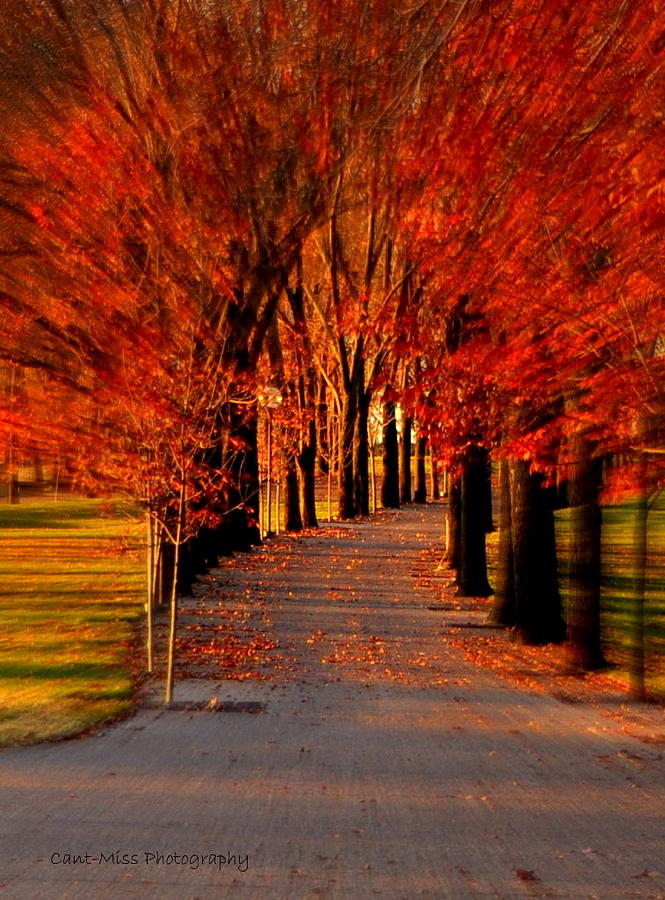 The Colorful Path Photograph By Cassandra Hoose - Fine Art America