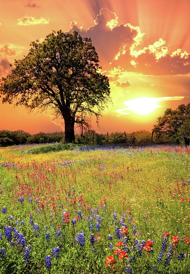 The Colors of a Texas Sunset Photograph by Lynn Bauer