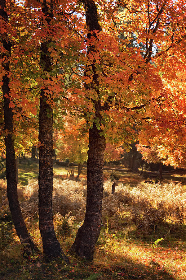 The Colors of an Autumn Forest  Photograph by Saija Lehtonen