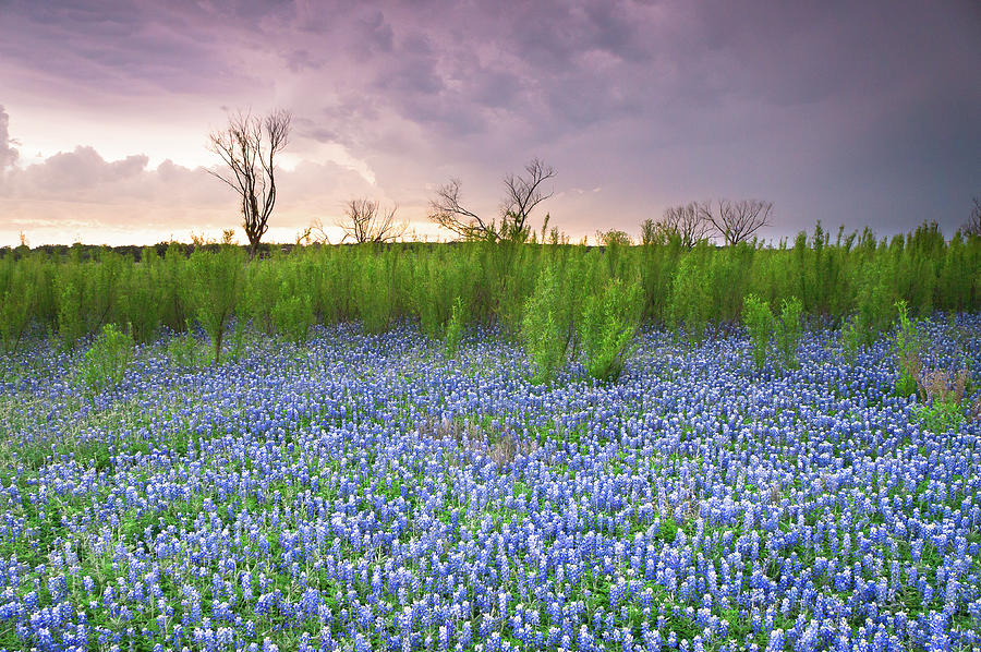 The Colors of Bluebonnet Field on a Stormy Day - Texas Photograph by Ellie Teramoto
