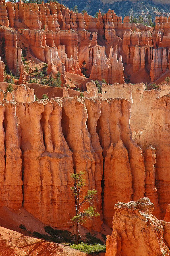 The Colors of Bryce Canyon Photograph by Bruce Gourley