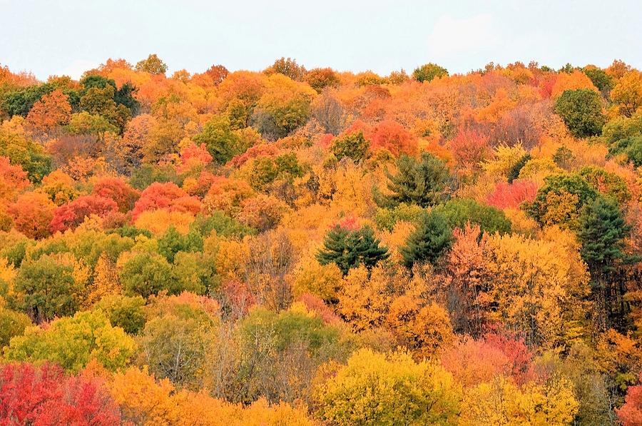 The Colors of Fall Photograph by Charles HALL