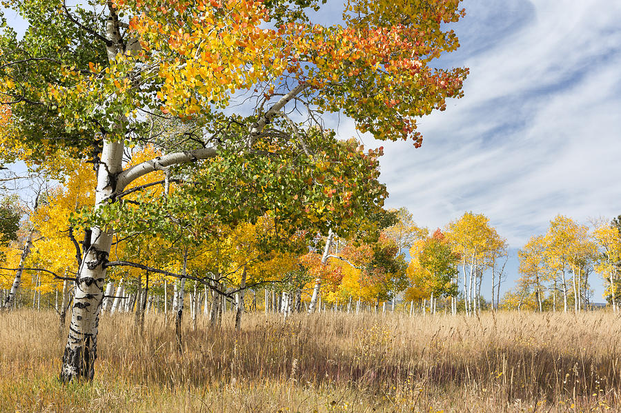 The Colors of Fall Photograph by Denise Bush