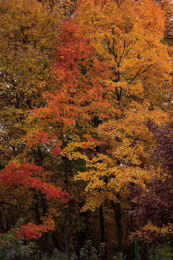 The Colors of Fall Photograph by Joni Eskridge