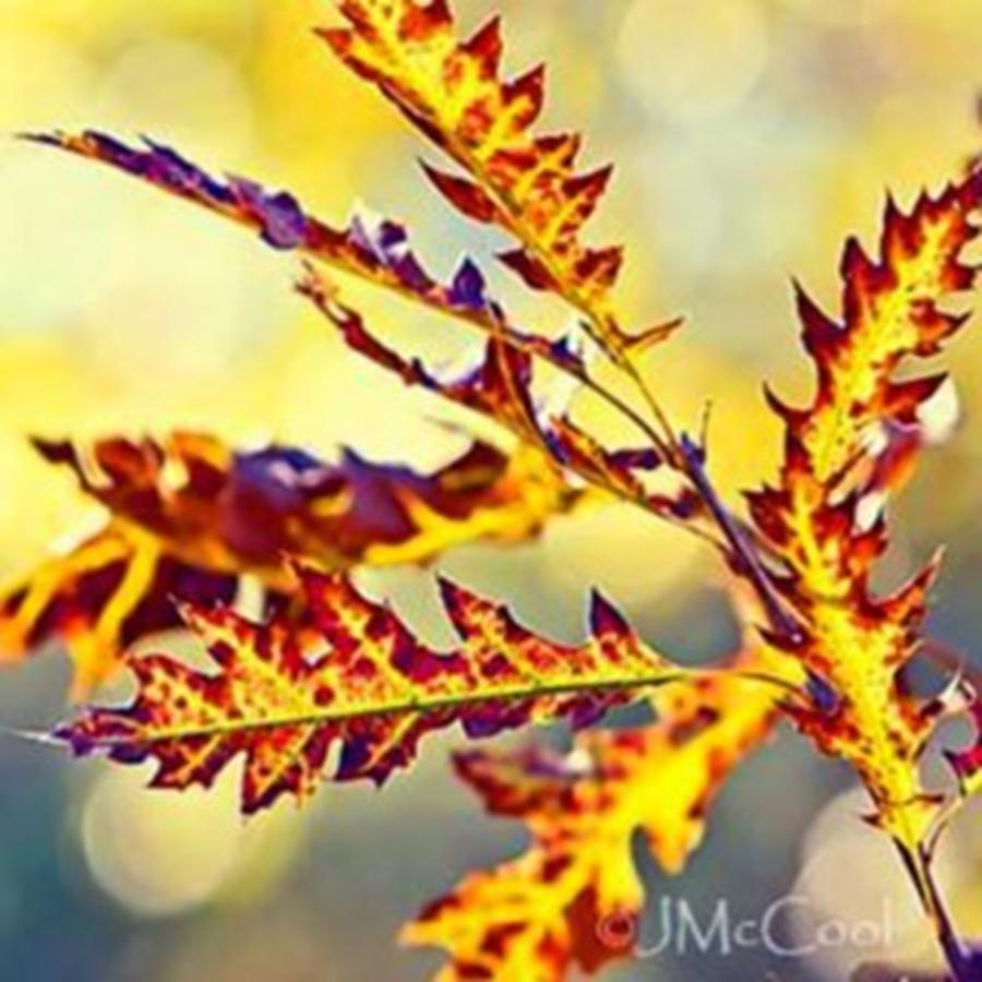Leaves Photograph - The Colors Of Fall #naturesbeauty by Joan McCool