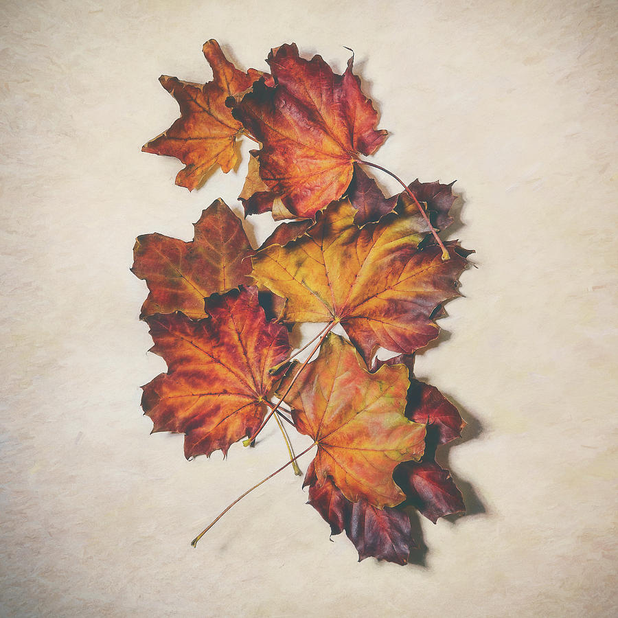 Landscape Photograph - The Colors of Fall by Scott Norris Landscape Photograph - The Colors of Fall by Scott Norris