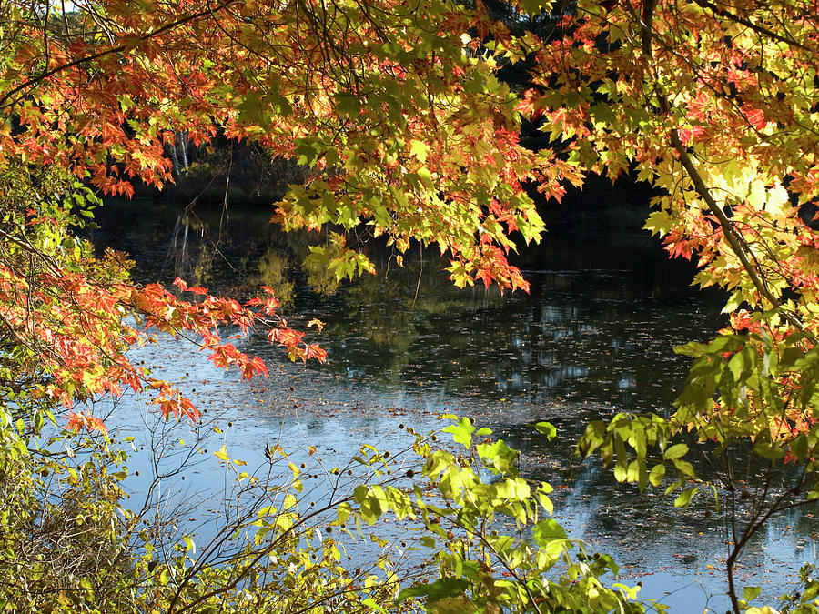 Nature Photograph - The Colors of Fall by Tara Lynn