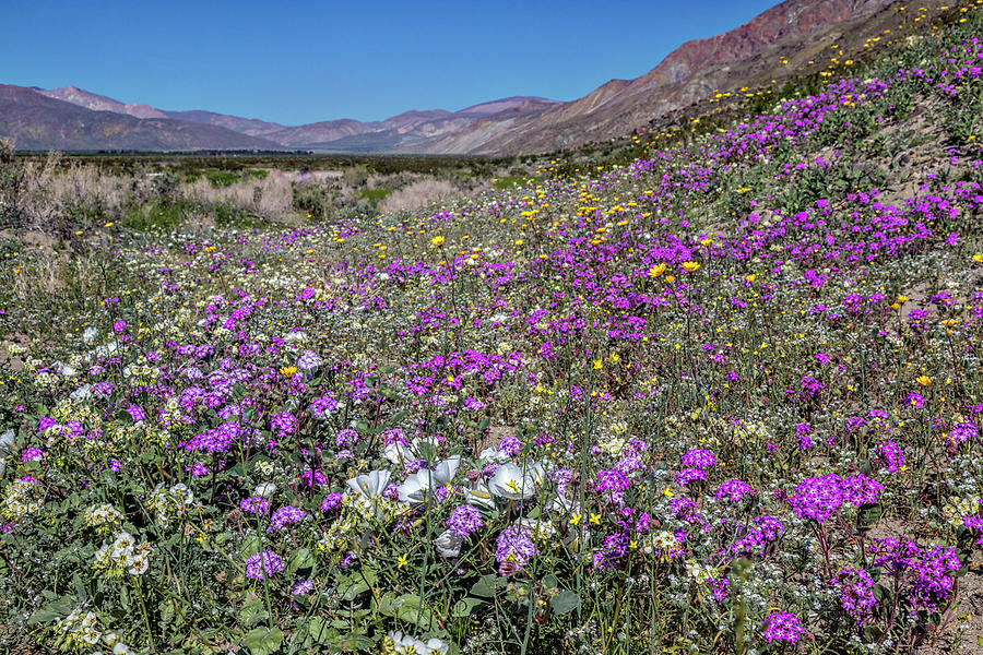 The Colors of Spring Super Bloom 2017 Photograph by Peter Tellone