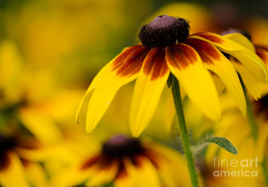 Summer Photograph - The Colors Of Summer by Nick Boren