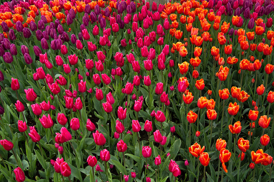 The Colors of Tulips Photograph by Roger Mullenhour