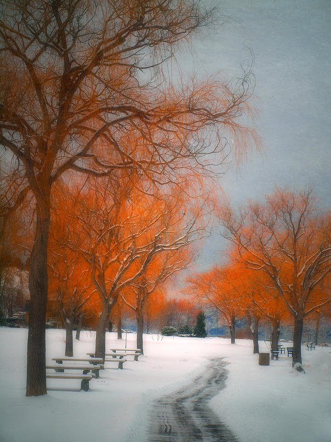 The Colours of Winter Photograph by Tara Turner