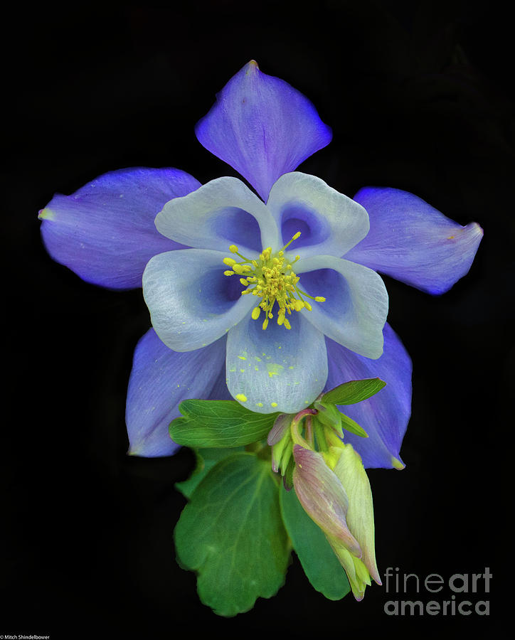The Columbine Flower On Black Photograph by Mitch Shindelbower