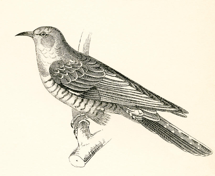 Cuckoo Drawing - The Common Cuckoo, Cuculus Canorus by Vintage Design Pics