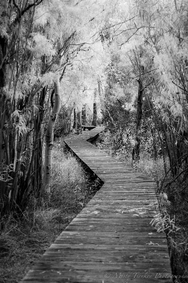 The Common Path Photograph by Misty Tienken