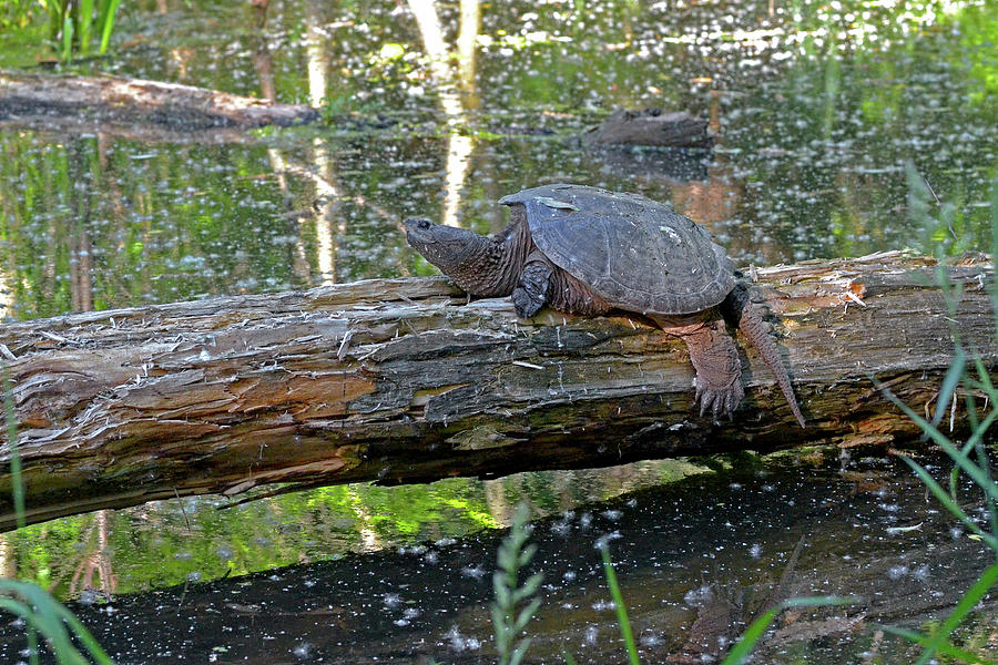 The Common Snapping Turtle Photograph by Asbed Iskedjian - Fine Art America