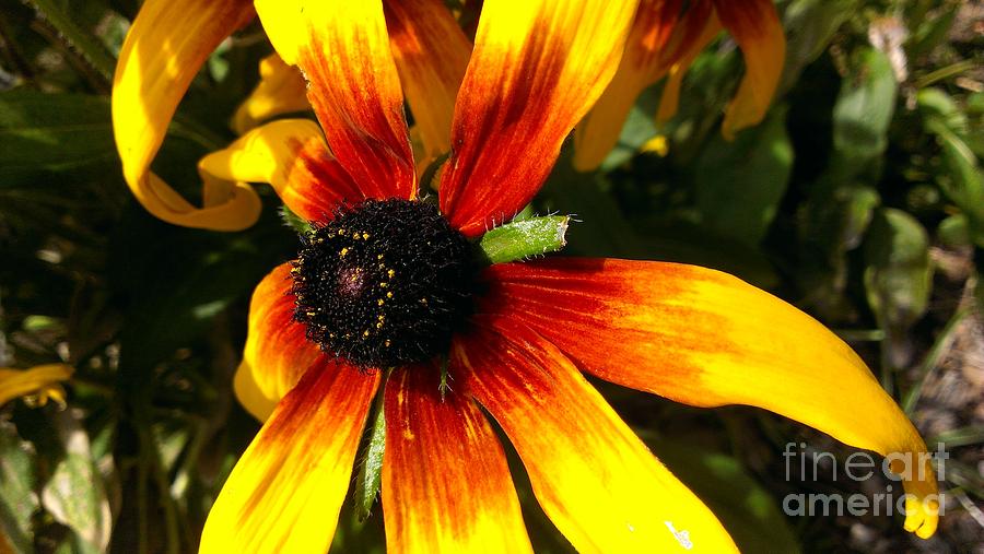 The Black-eyed Susan Photograph by Lkb Art And Photography