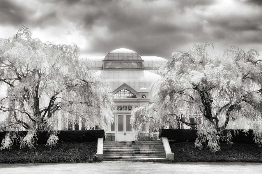 The Conservatory Cherry Blossoms Photograph by Jessica Jenney