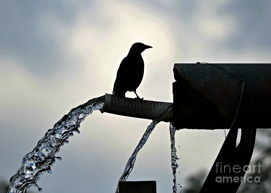The Convenient Bird Fountain Photograph by Diann Fisher