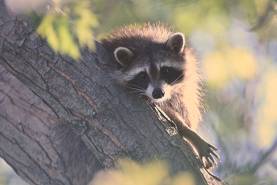 The Coon Photograph by Kay Jantzi