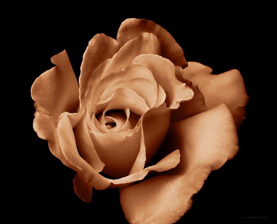 The Copper Rose Flower Photograph by Jennie Marie Schell