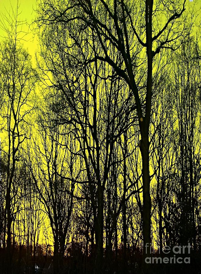 The Copse in Yellow Photograph by Joan-Violet Stretch