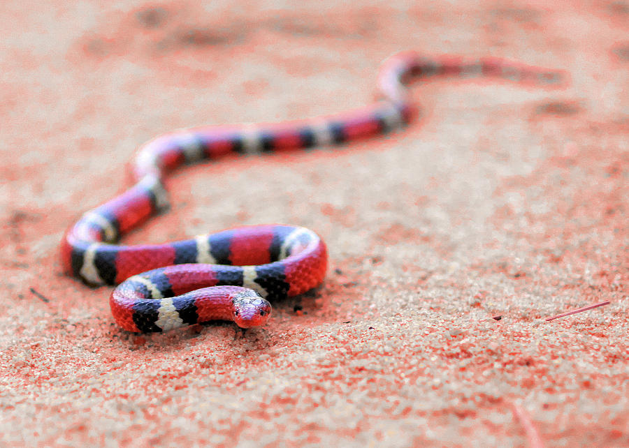 The Coral Snake Mimic  Photograph by JC Findley