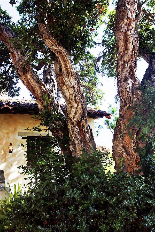 The Cork Tree Photograph by Alan Hausenflock