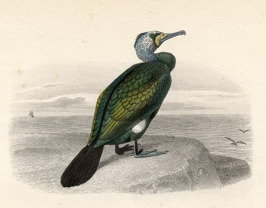 Image result for cormorant illustration vintage