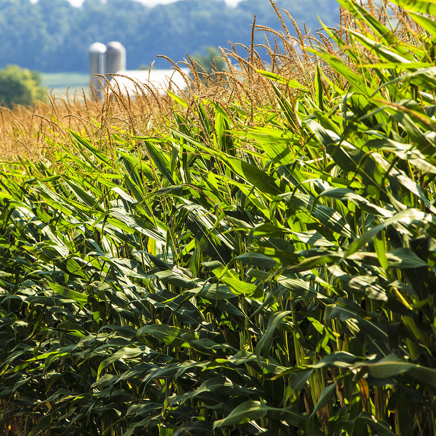 Fall Photograph - The Corn by Alex Potemkin