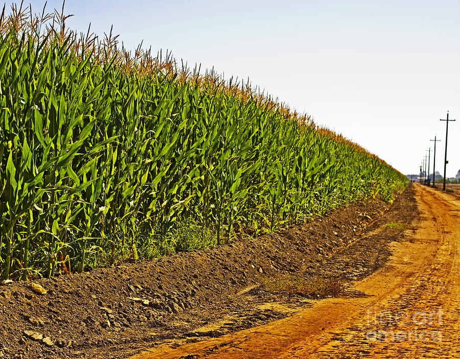 Farm Photograph - The Corn Field and Country Road by Mark Hendrickson
