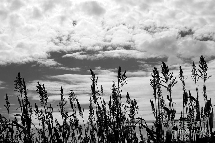 The Corn is High Photograph by Robert Wilder Jr