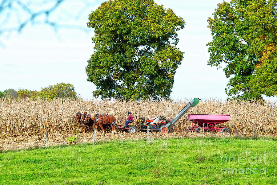 The Corn Picker October 2016 Photograph by David Arment