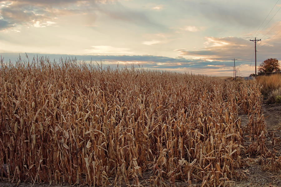 The Cornfields  Photograph by Cathy Anderson