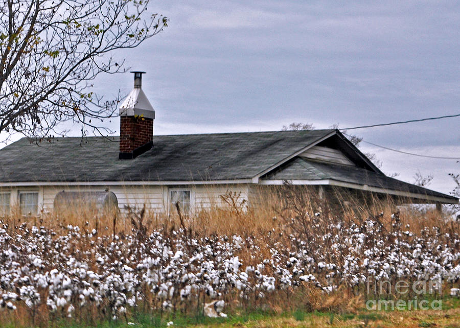 The Cotton House Photograph by Lydia Holly