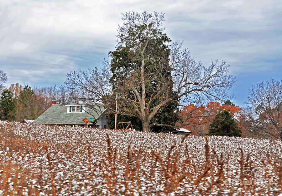 The Cotton Is High Photograph by Lydia Holly