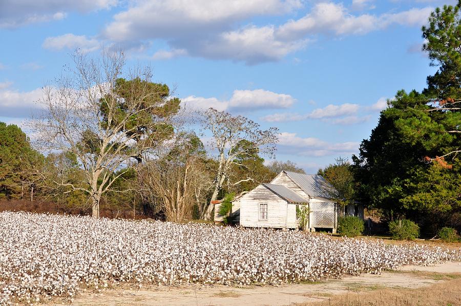 The Cotton Pickers House Photograph by Jan Amiss Photography