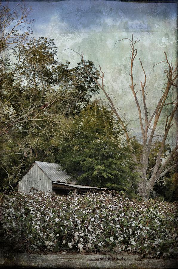 The Cotton Shed Photograph by Jan Amiss Photography